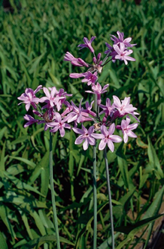 Tulbaghia violence - PONDBASKET 18X18 CM