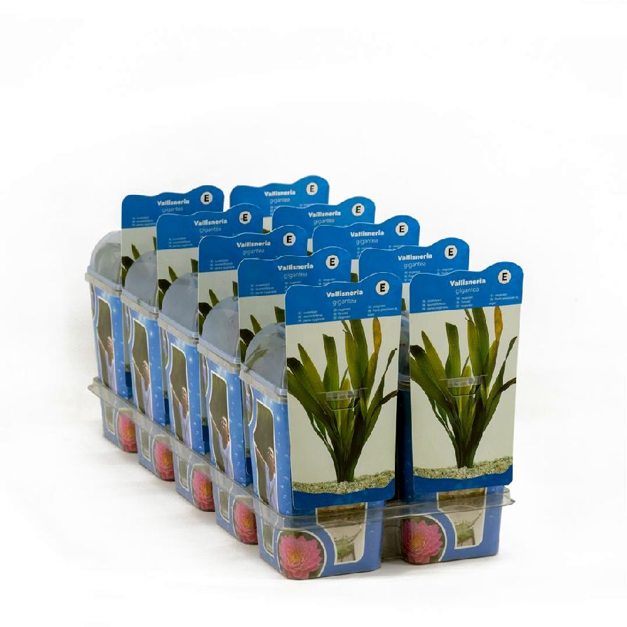 Vallisneria gigantea - PLASTIC POT