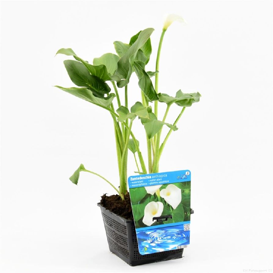 Kalla aethiopica - PONDBASKET 18X18 CM