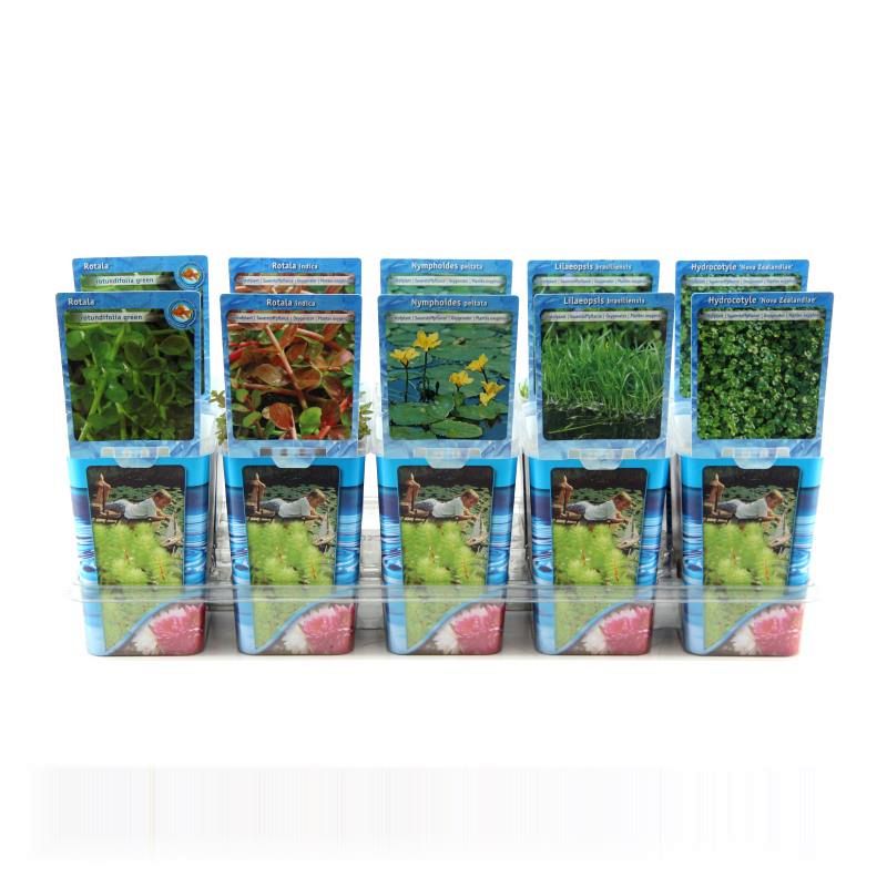 Syresättande växter / Oxygenplants - PLASTIC POT