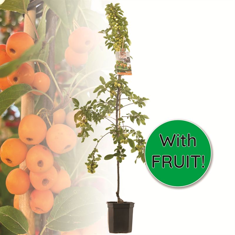 Malus zumi &