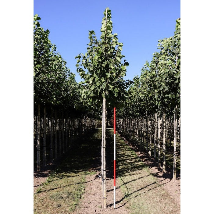 Turkisk hassel - Corylus colurna - Stammens omkrets 14-16 cm, höjd 3,5-4 meter, HS,