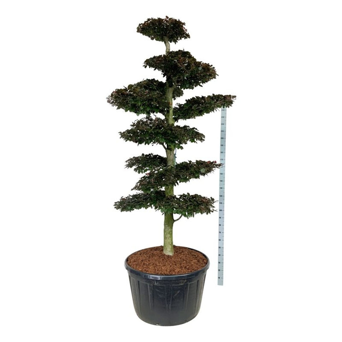 Fagus syl. &