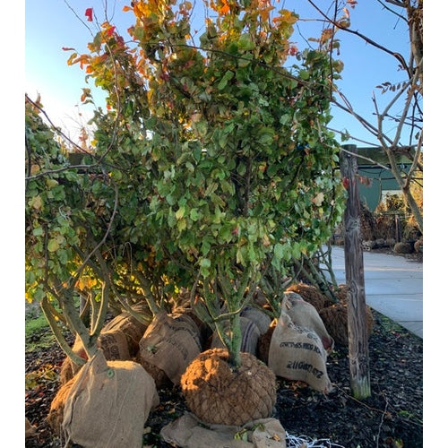 Papegojbuske - Parrotia persica 200-250 MS CONT