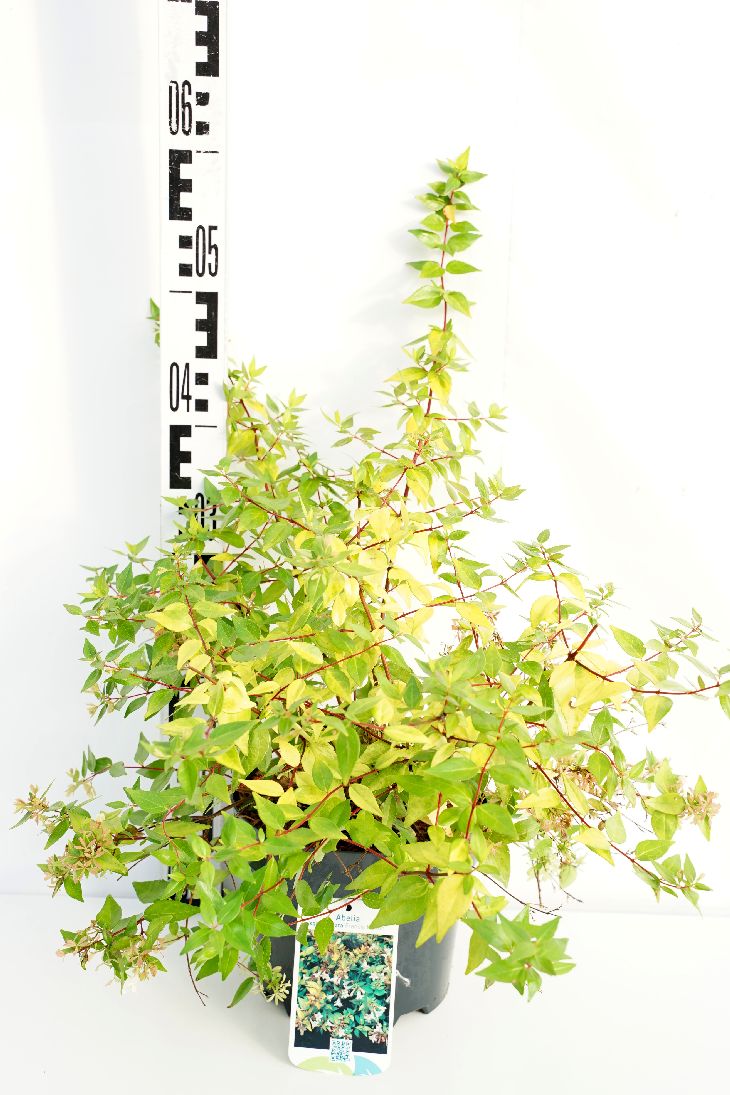 Abelia grand. &