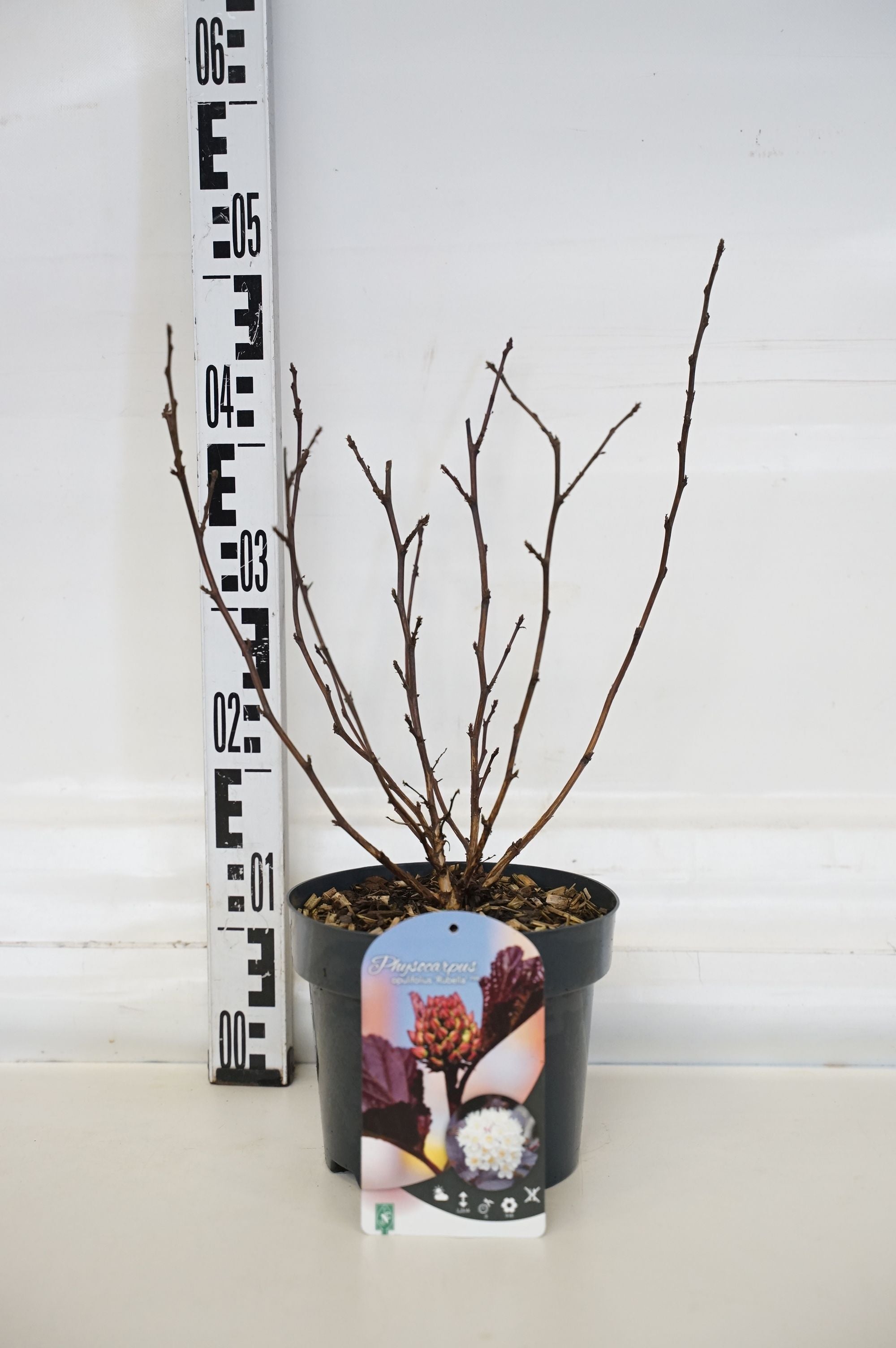 Smällspirea op. &