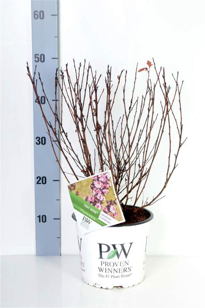 Smällspirea op. &