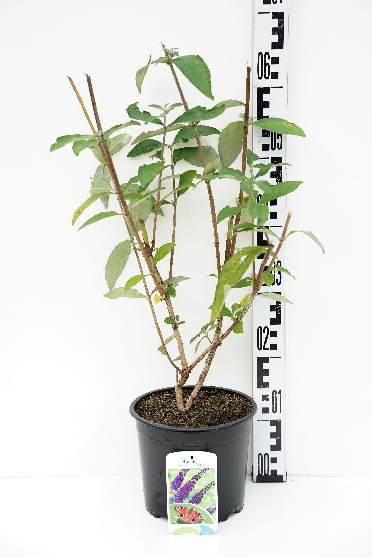 Syrenbuddleja d. &