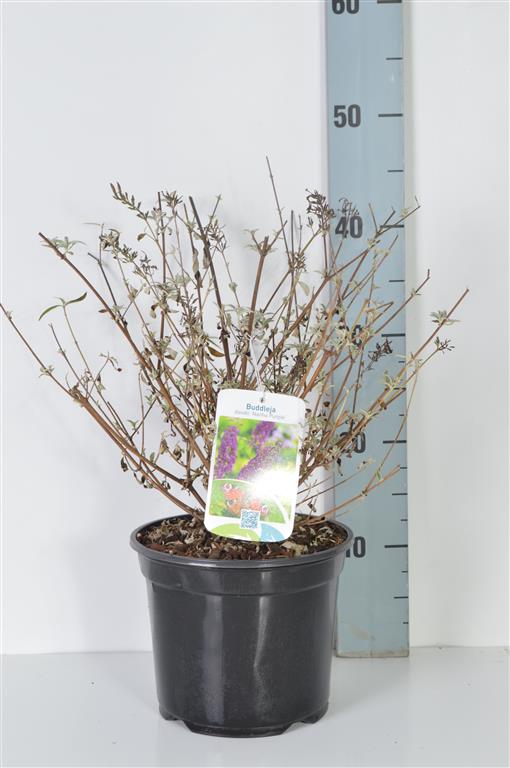 Syrenbuddleja d. &