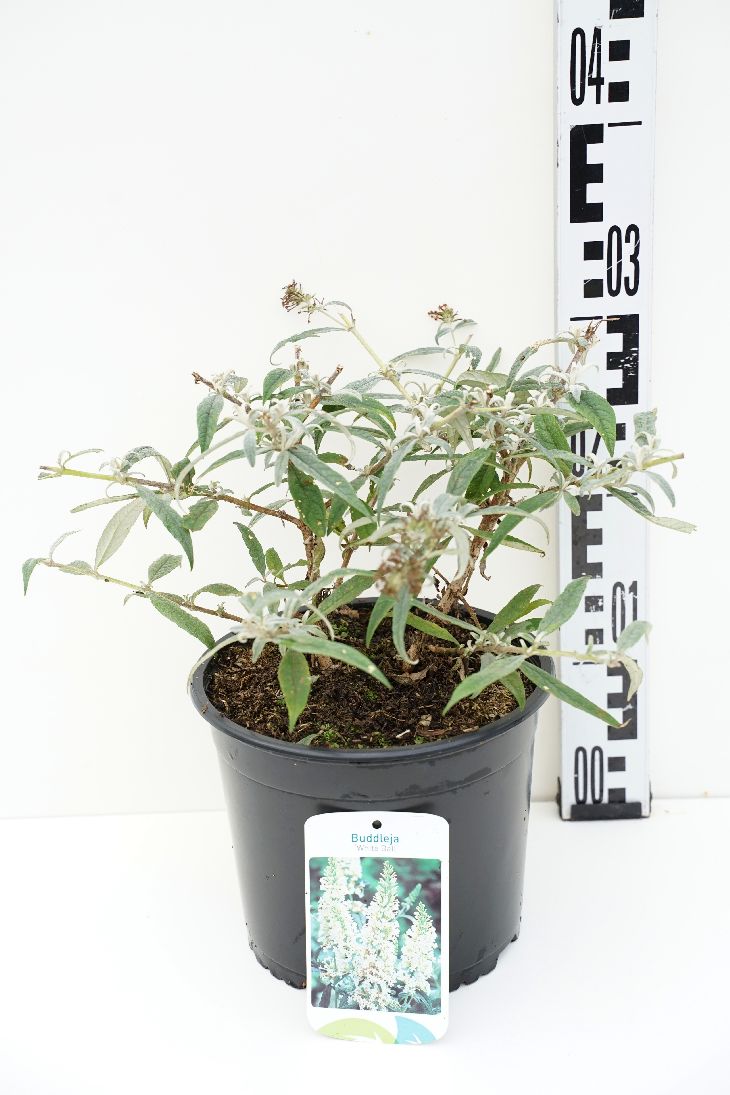 Syrenbuddleja d. &