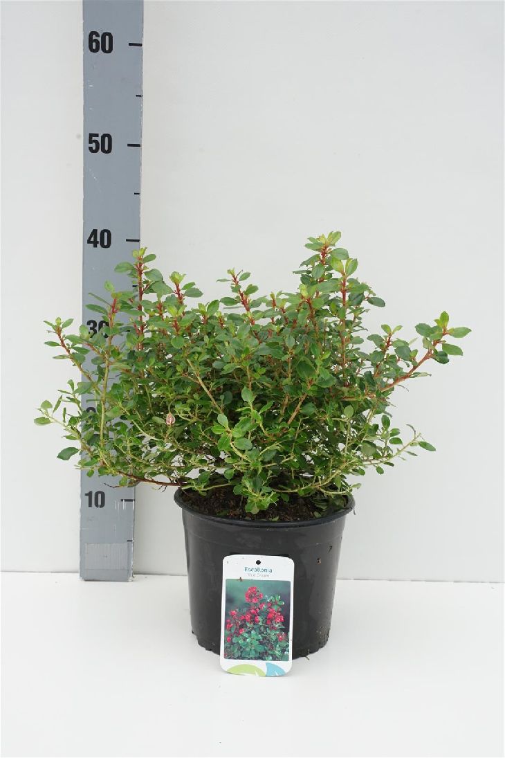 Escallonia &