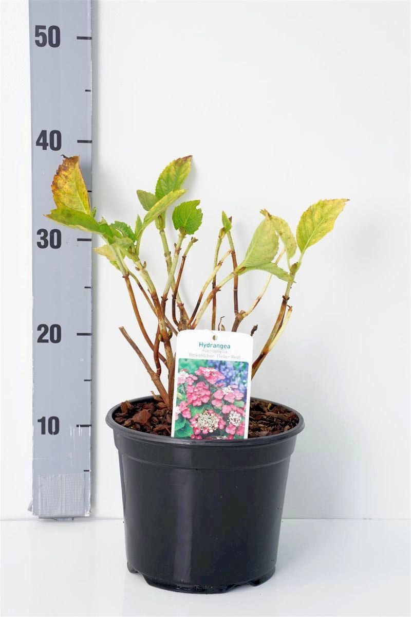 Hydrangea m. &