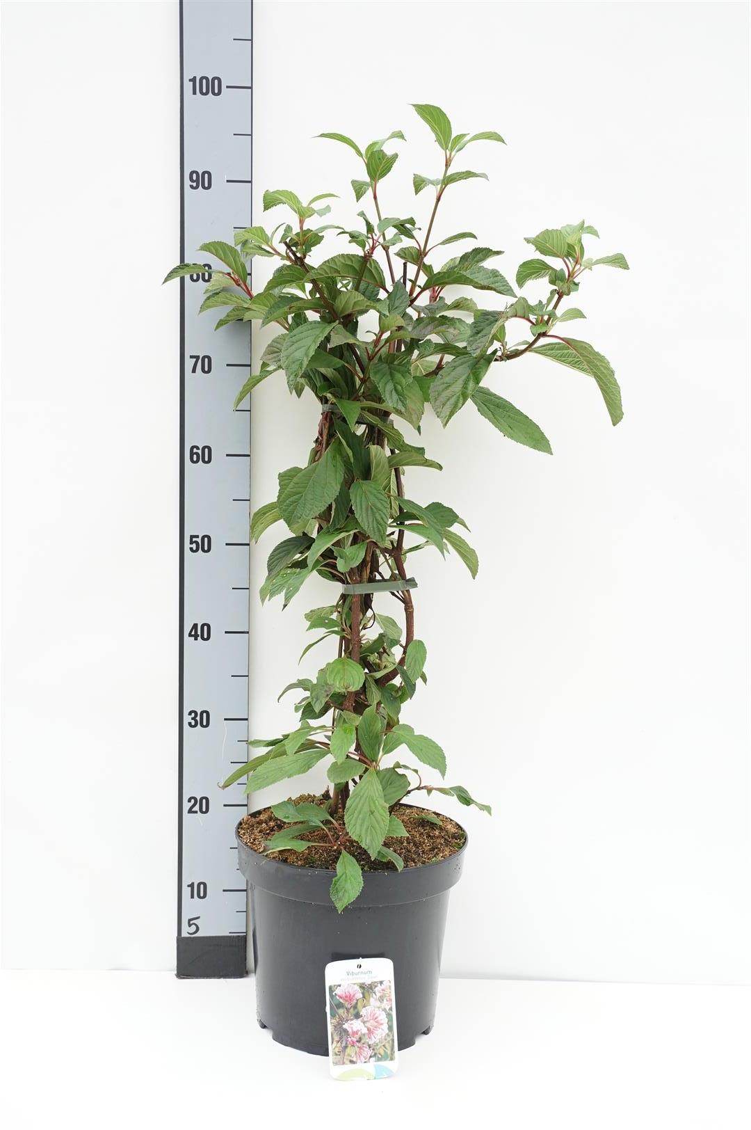Viburnum bodnantense &