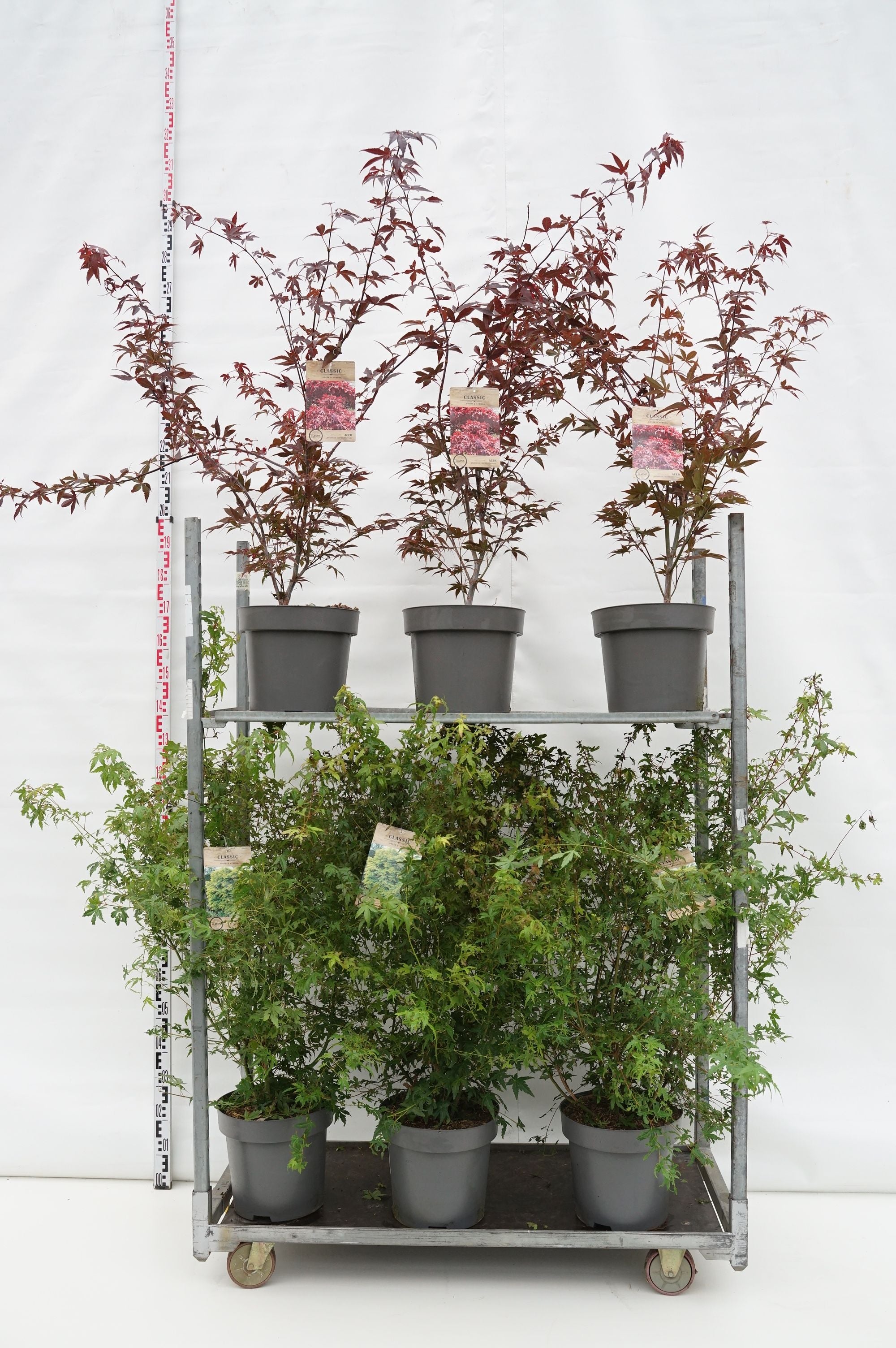 Lönn pal. in cultivars - C12 100-125 CM