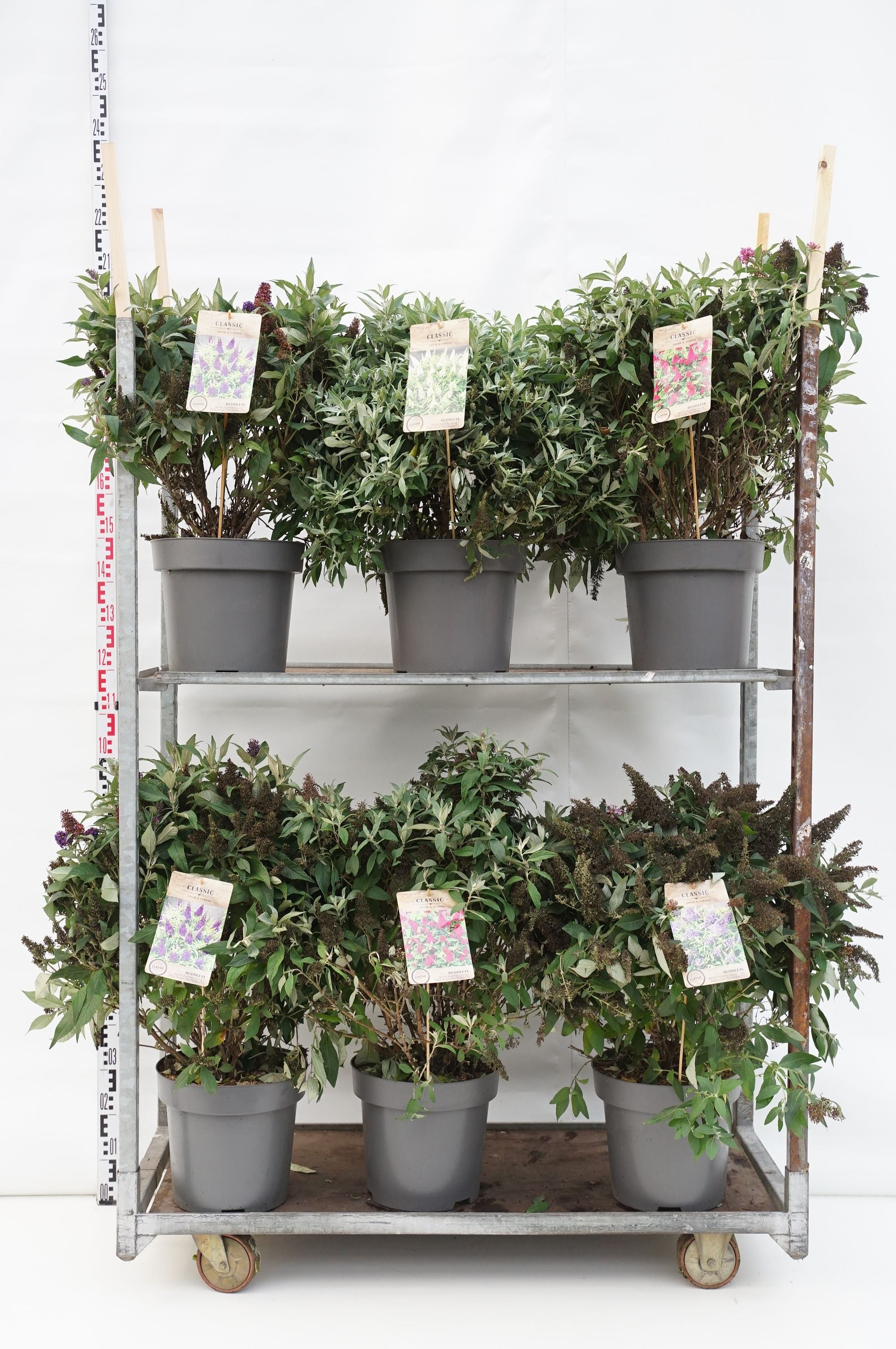 Syrenbuddleja d. &