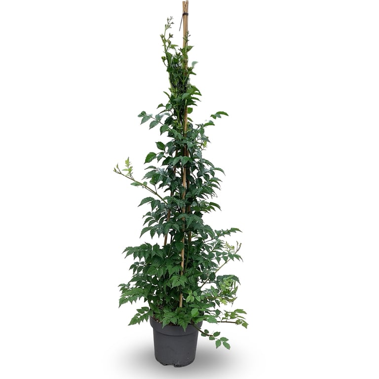 Trumpetblomma tagli. &
