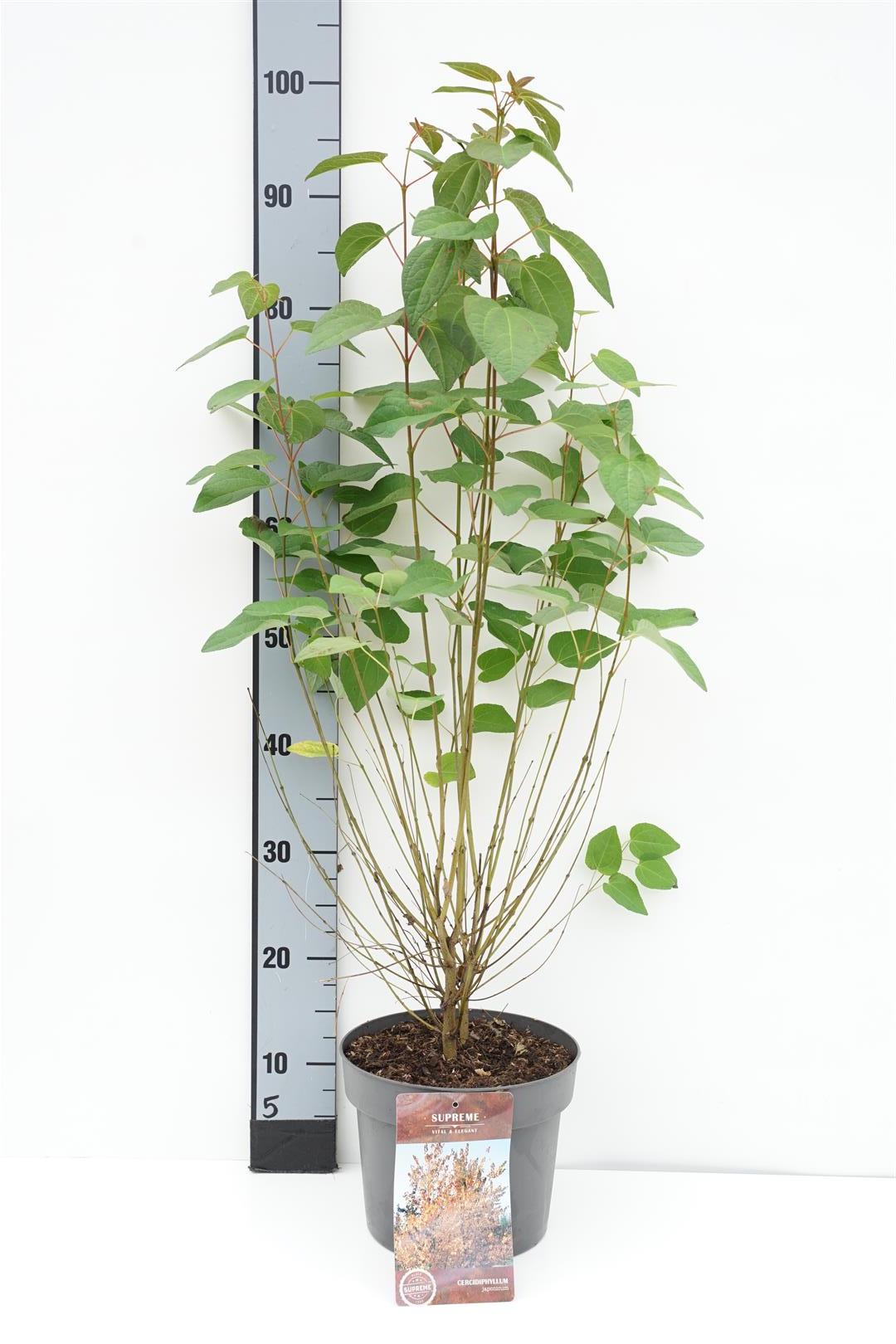 Katsura japonicum - C4/P21 60-80 CM
