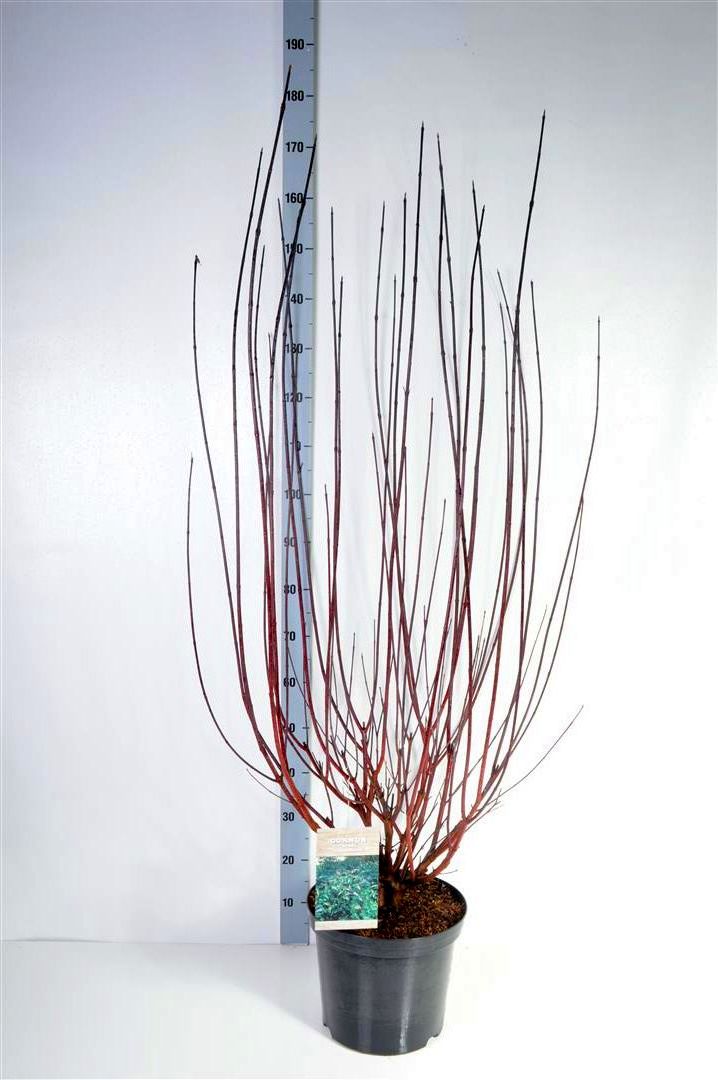 Kornell alba &