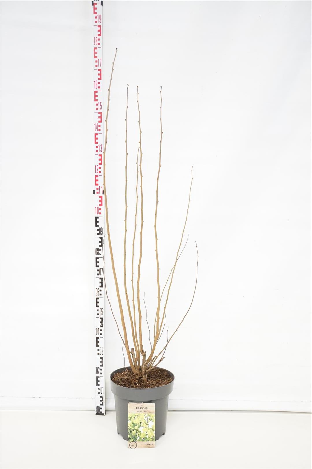 Hassel avellana - C12 125-150 CM