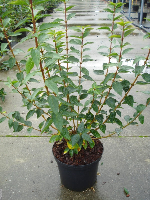 Forsythia int. &