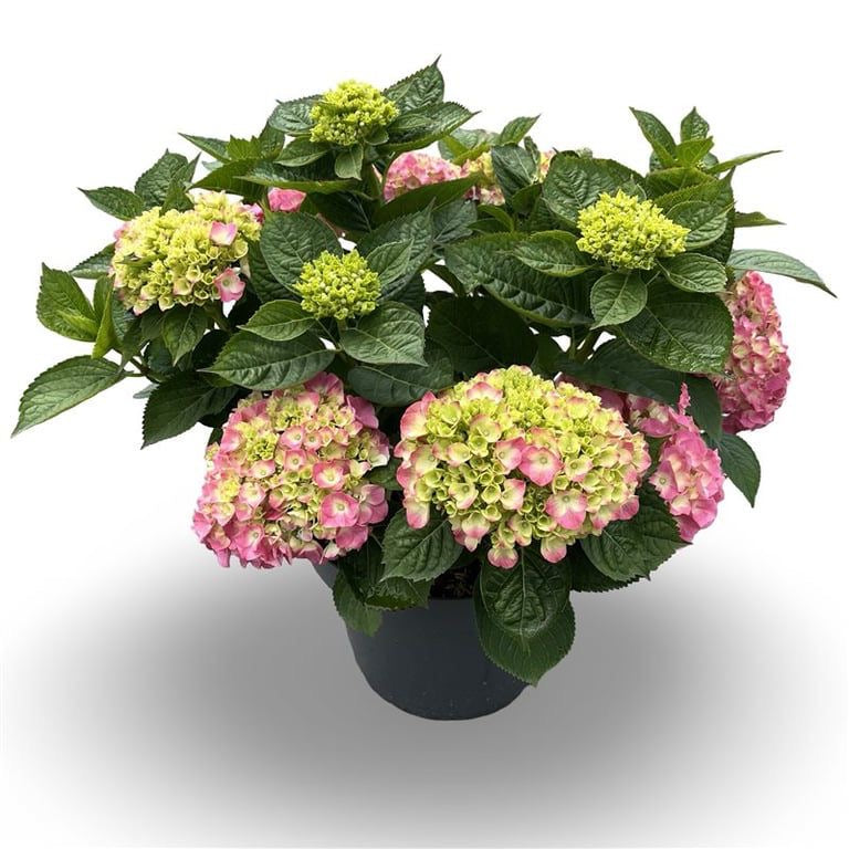 Hortensia m. (pink) - C12 40-60 CM
