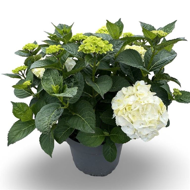 Hortensia m. (white) - C12 40-60 CM