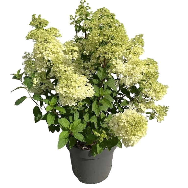 Hortensia pan. &