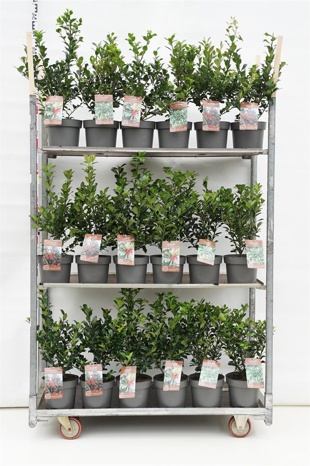 Järnek in cultivars - C4/P21 40-60 CM