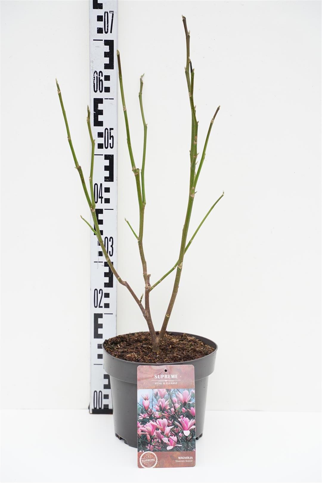 Magnolia &