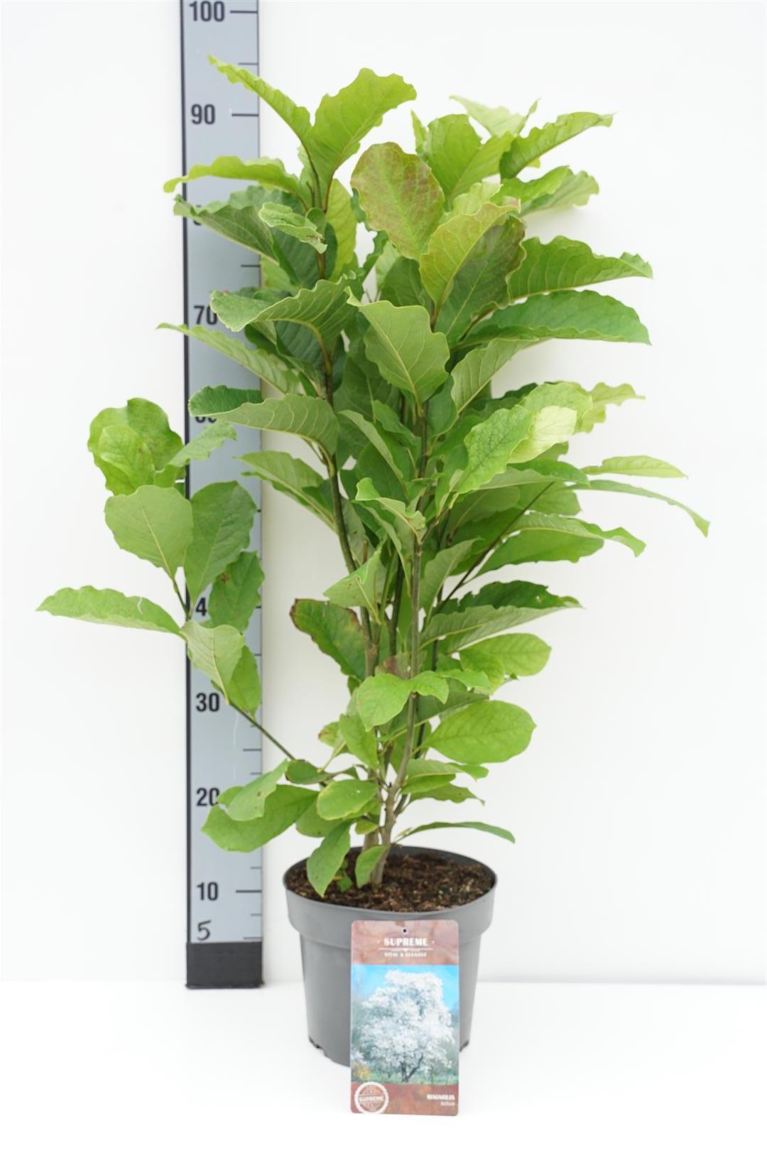 Magnolia kobus - C4/P21 60-80 CM