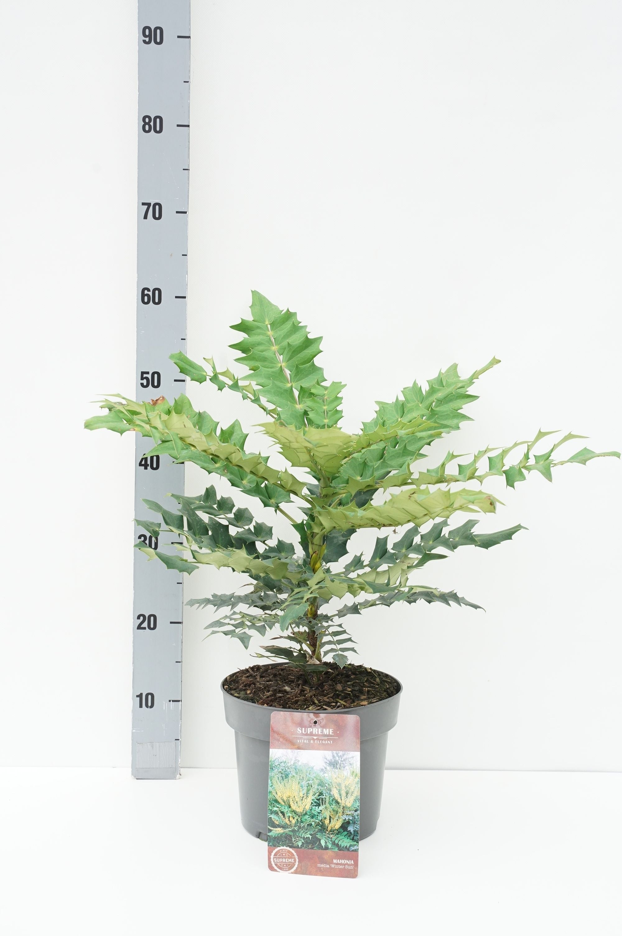 Mahonia media &