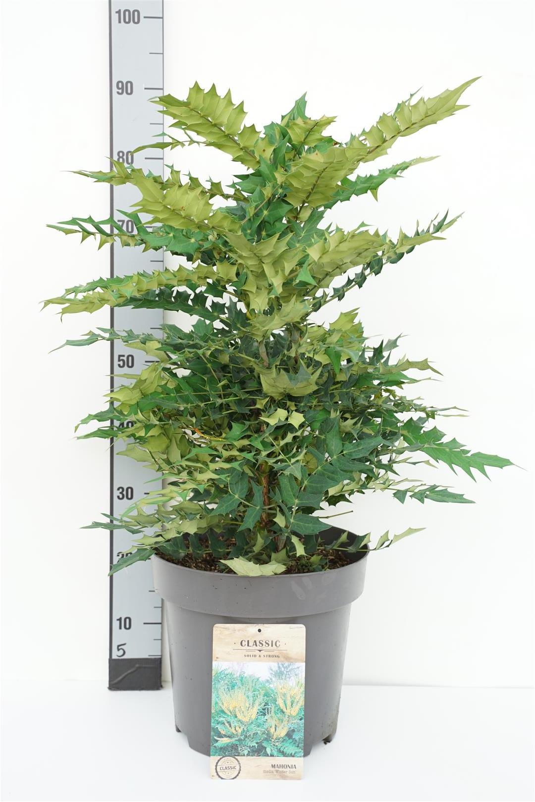 Mahonia media &