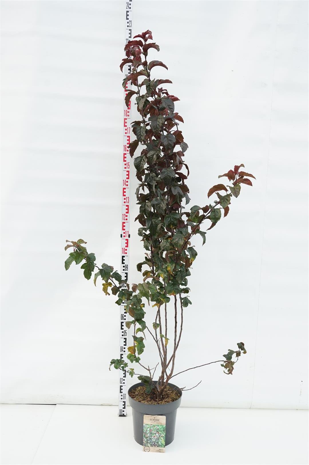Malus toringo &