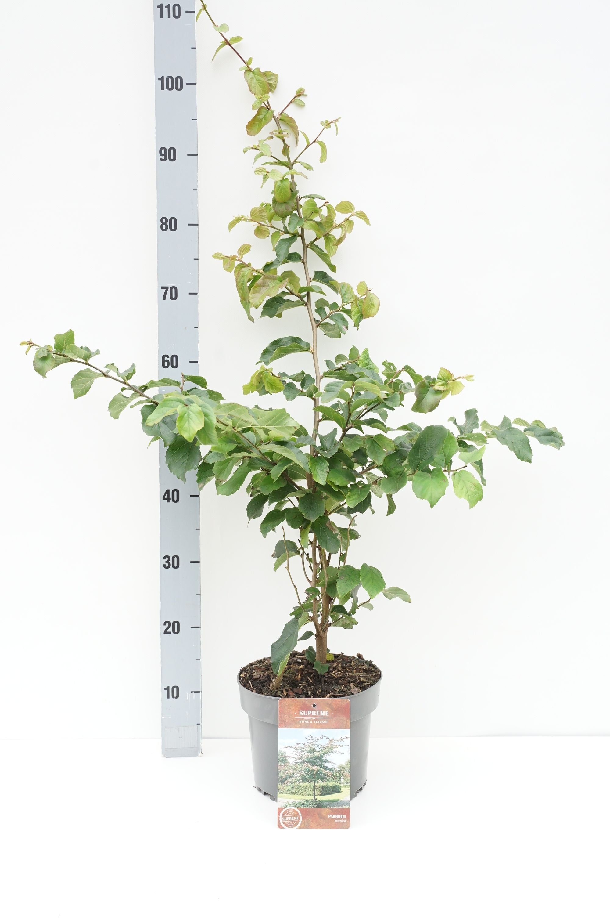 Persiskt järnträd persica - C4/P21 60-80 CM