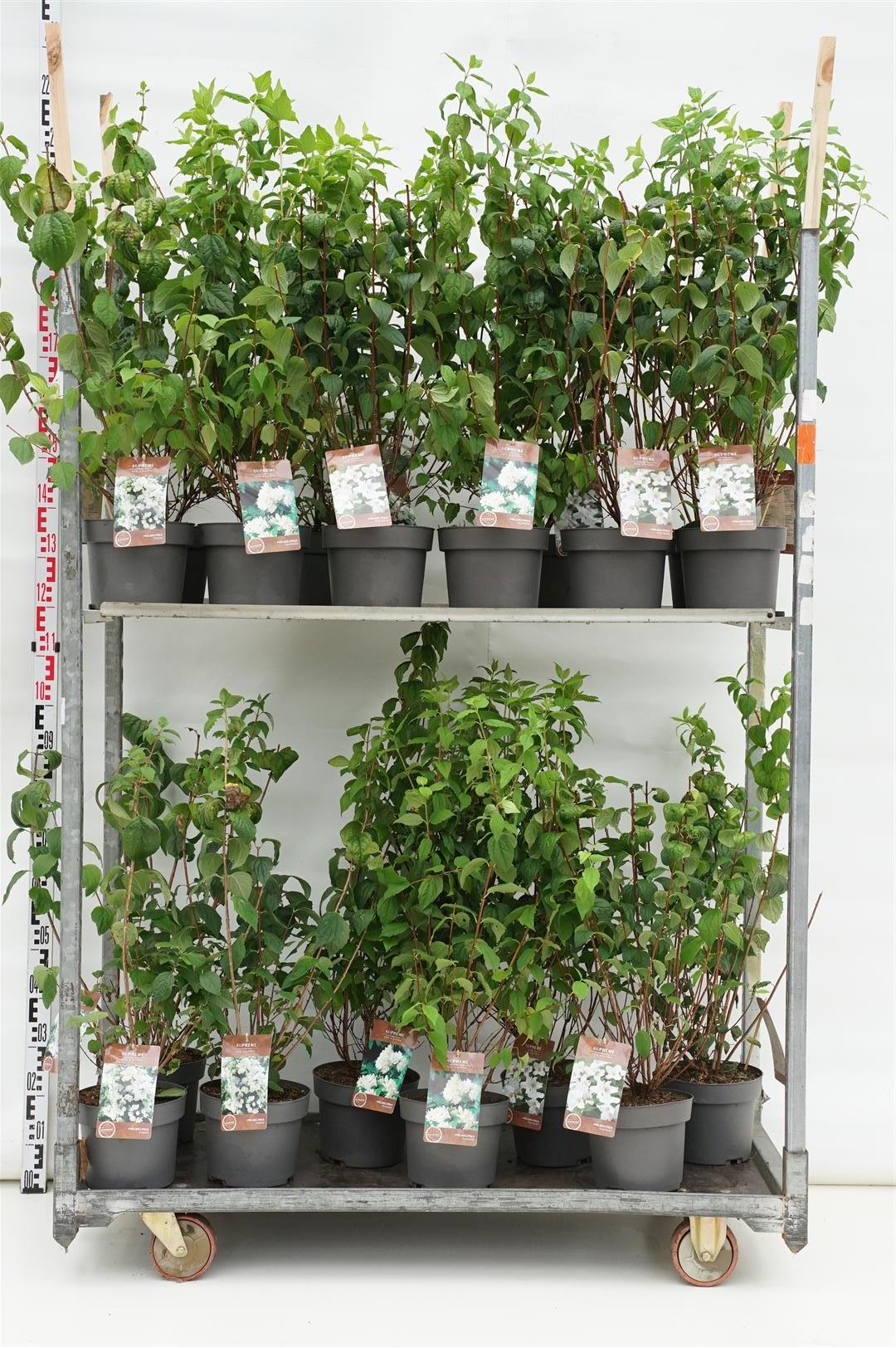 Schersmin in cultivars - C4/P21 40-60 CM