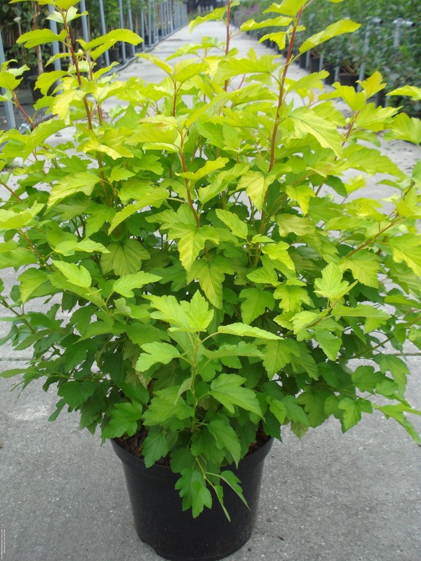 Smällspirea op. &