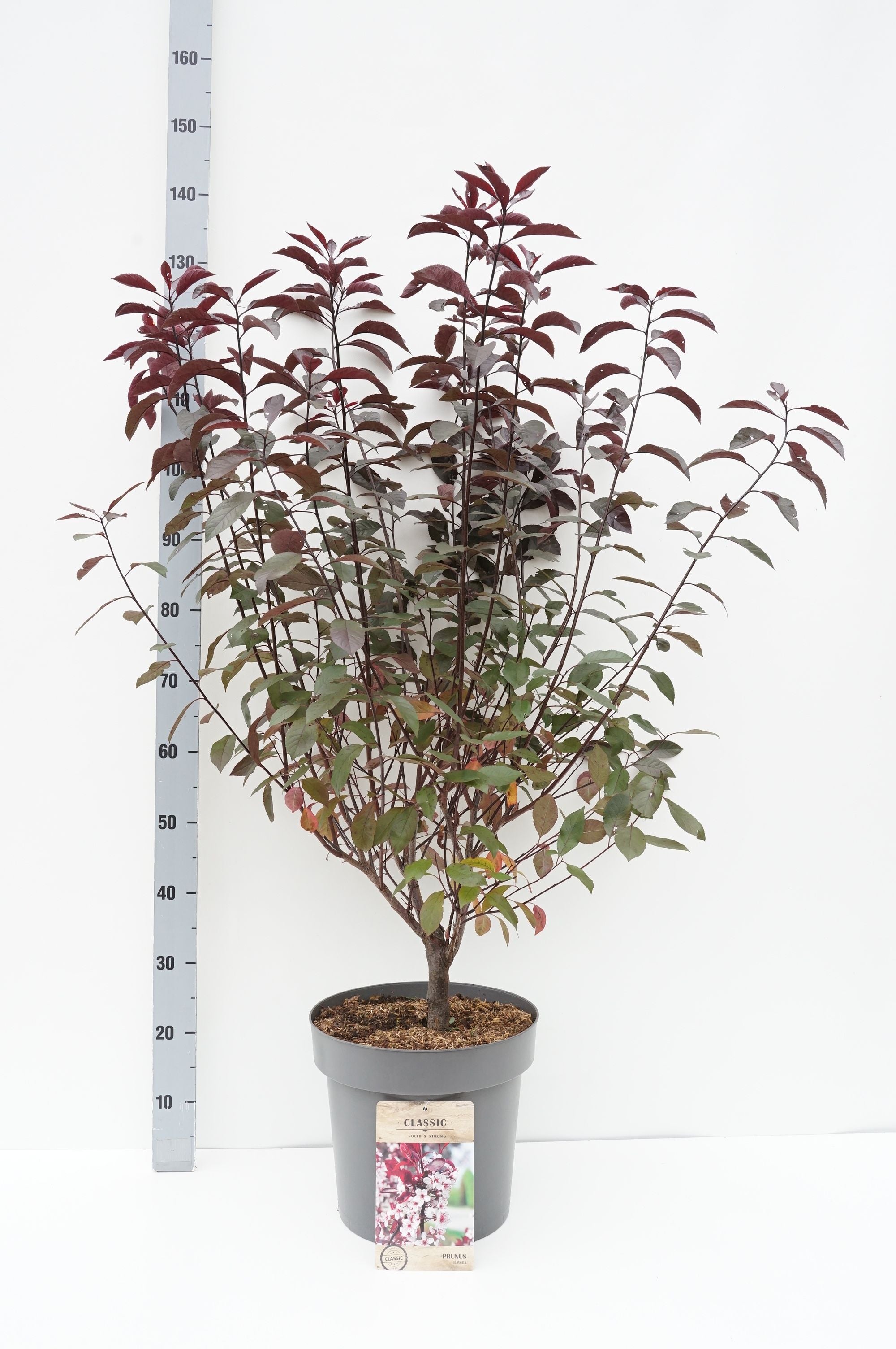 Prunus cistena 150-175 cm rotklump