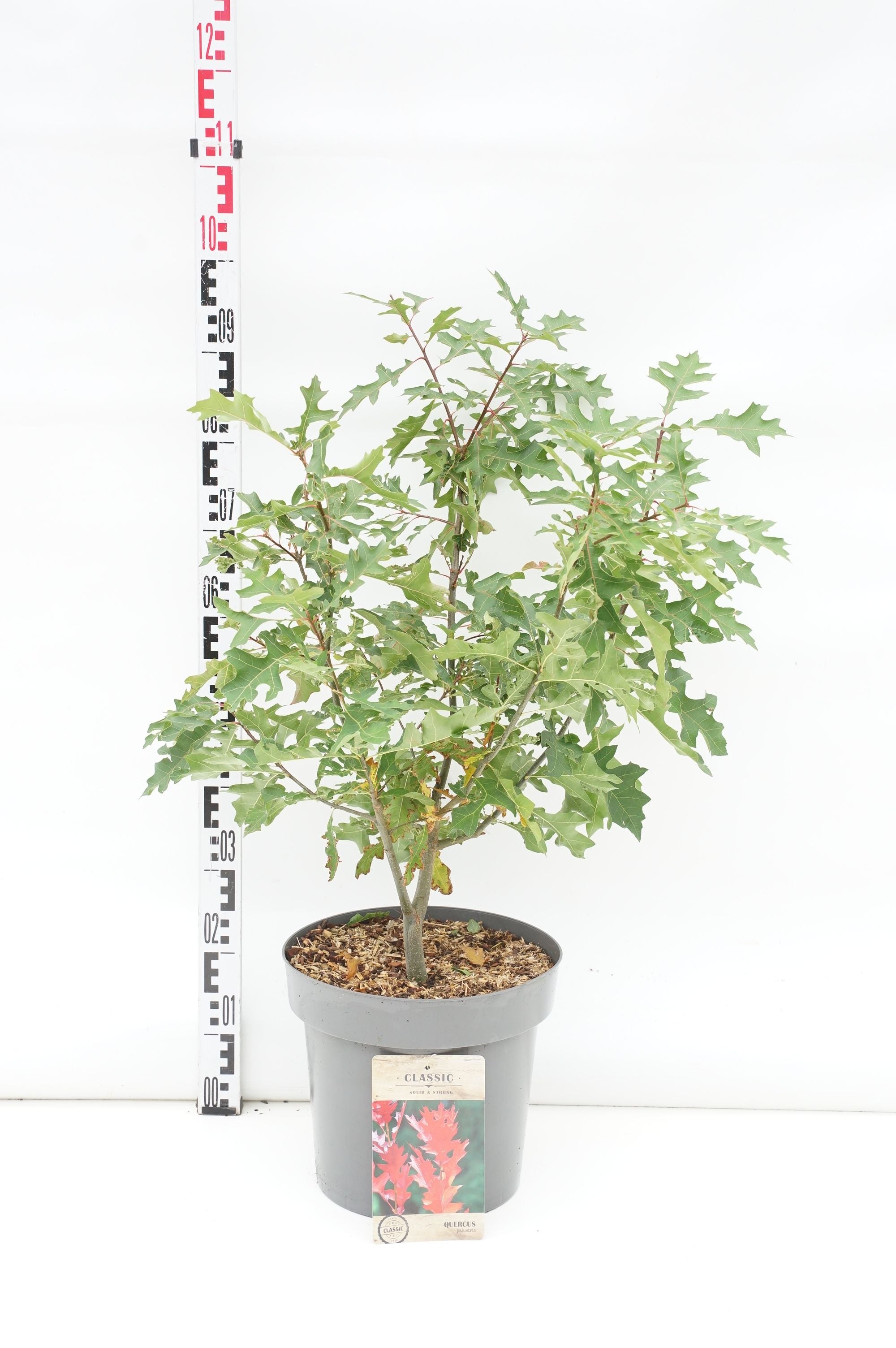 Quercus palustris 12-14 cm, C45 (45 liters kruka)