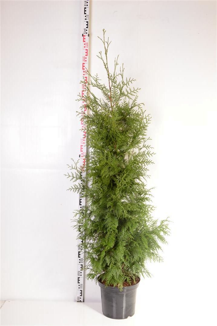Thuja pl. &