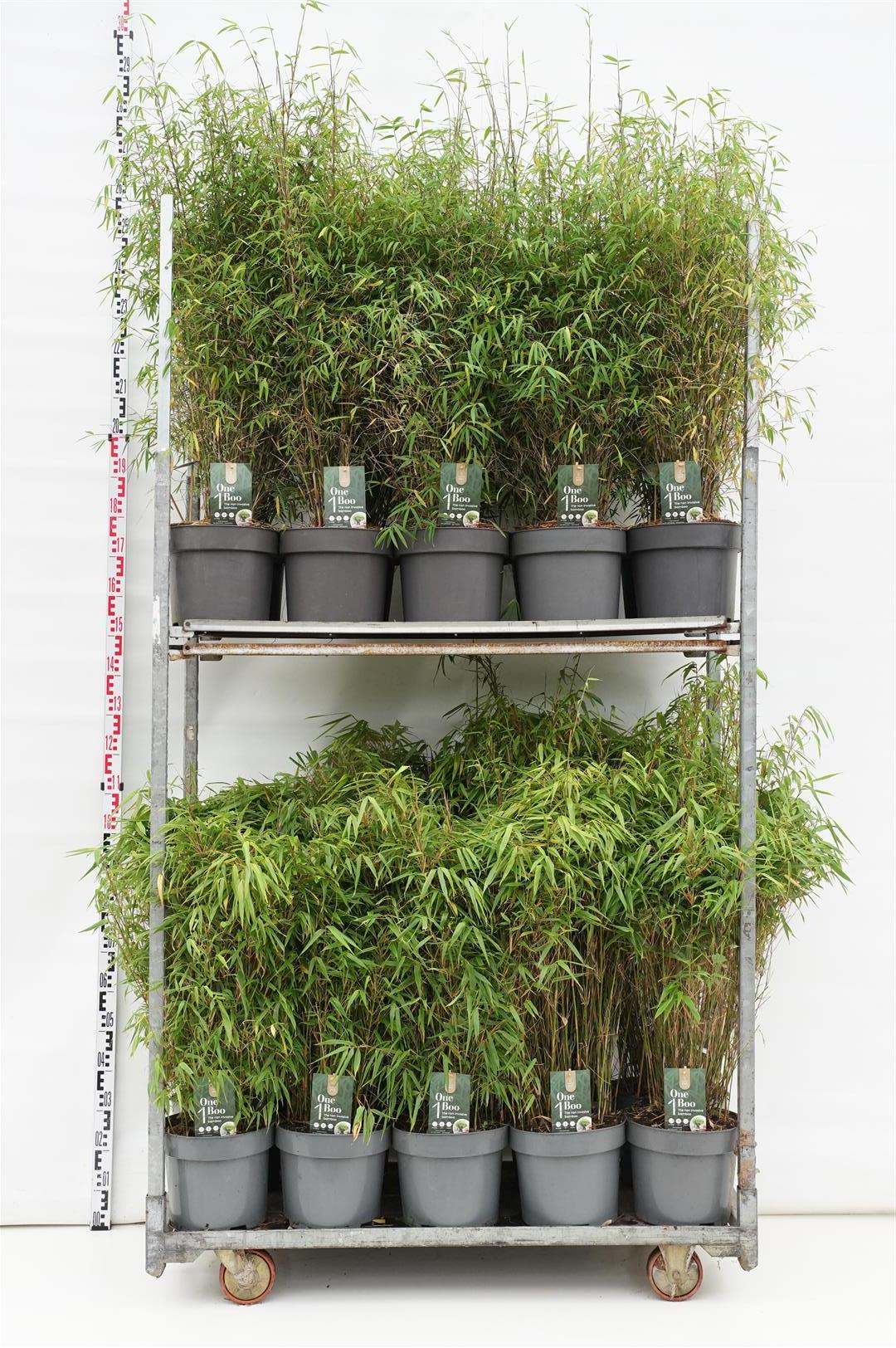 Fargesia in cultivars - C10 80-100 CM
