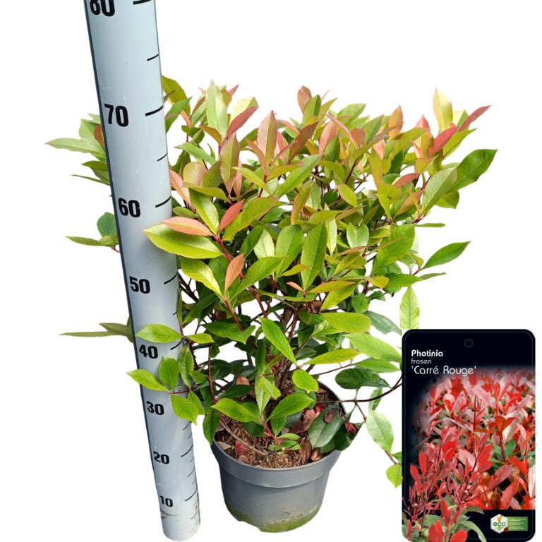 Glansmispel fraseri &