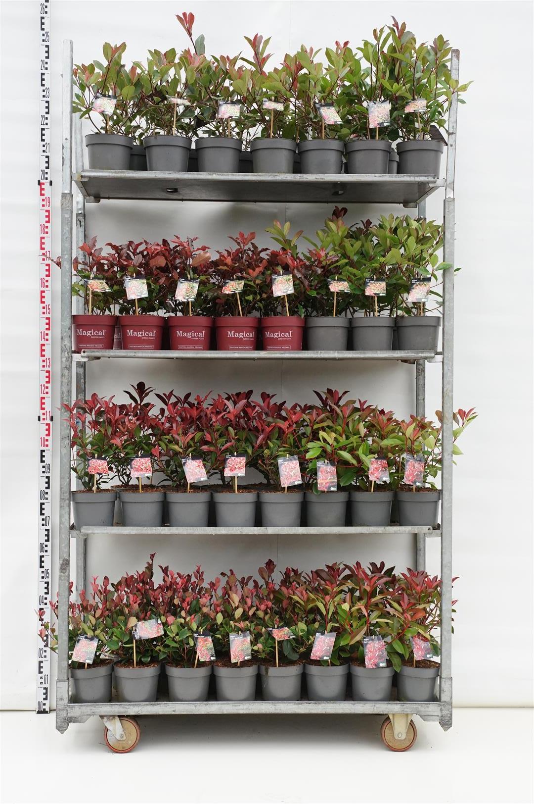 Glansmispel fraseri in cultivars - C2/P17