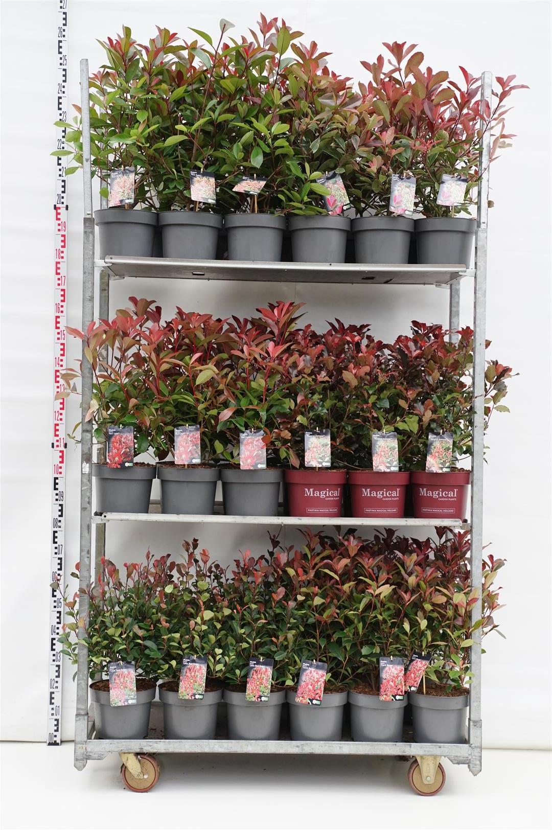 Glansmispel fraseri in cultivars - C5/P23