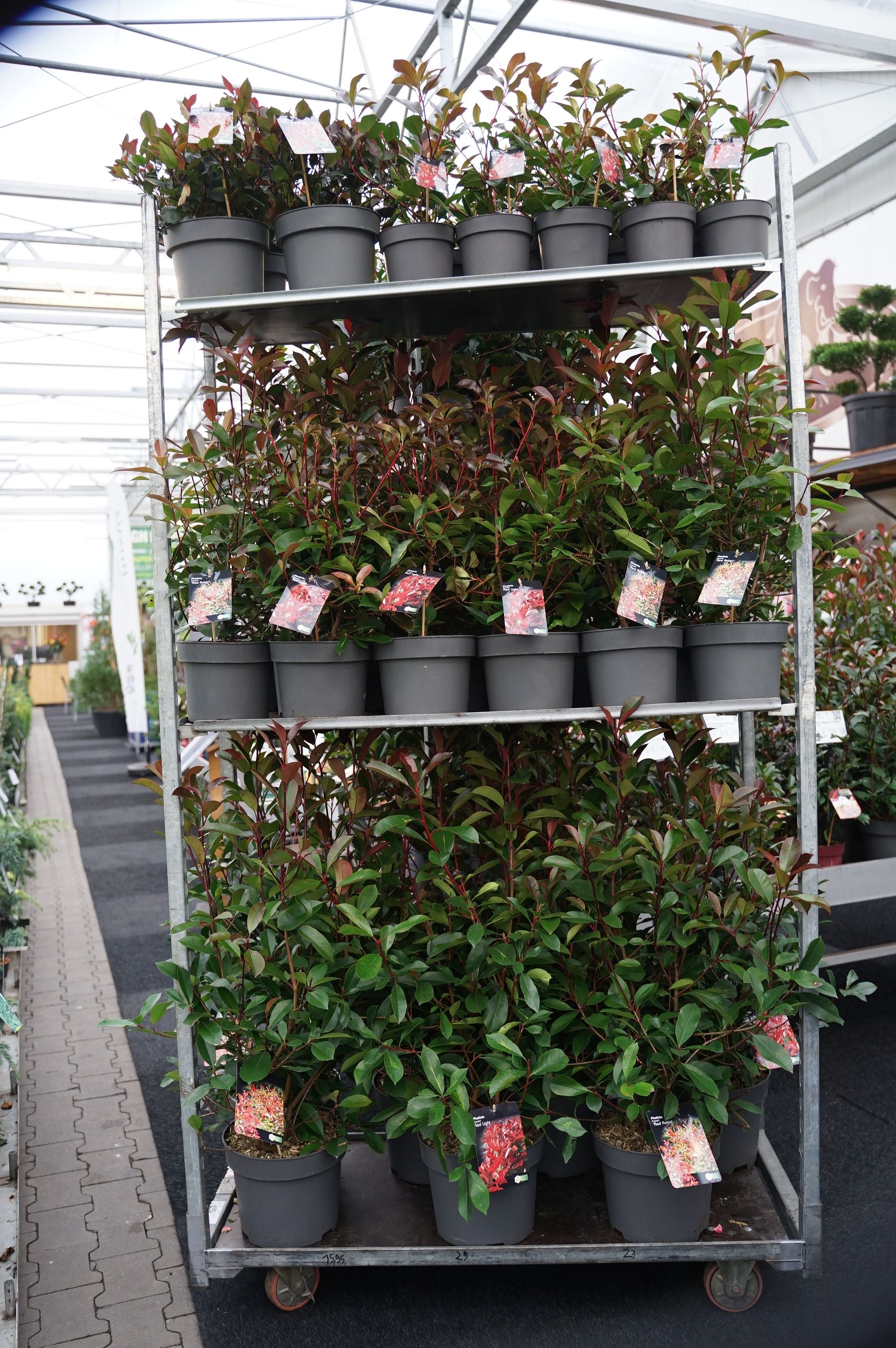 Glansmispel fraseri in cultivars - MIX CC 1