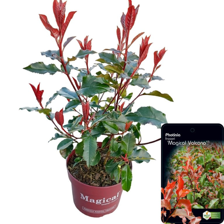 Photinia fraseri &