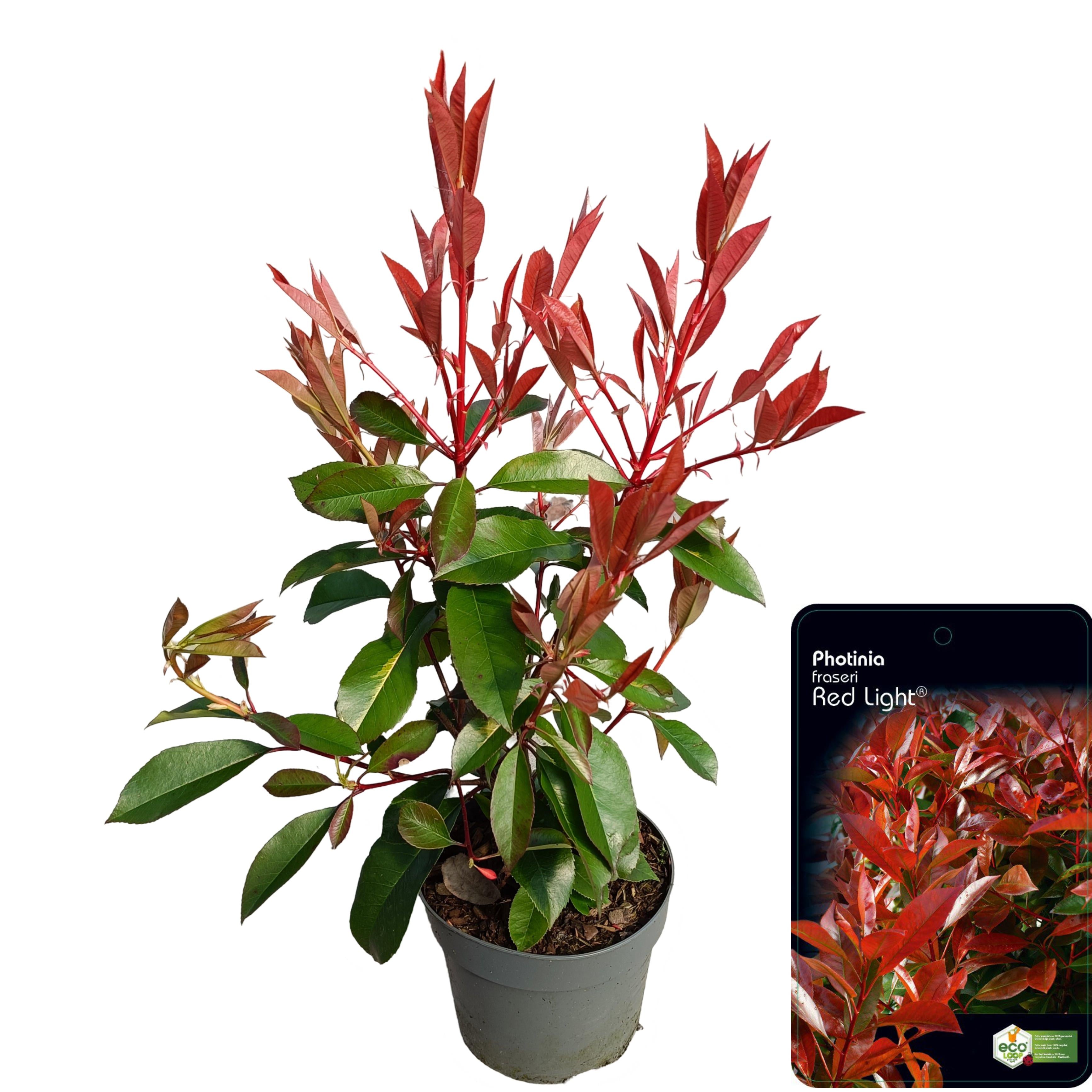 Glansmispel fraseri &