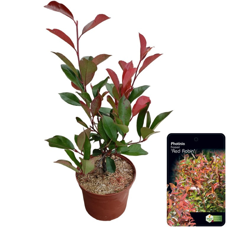 Glansmispel fraseri &