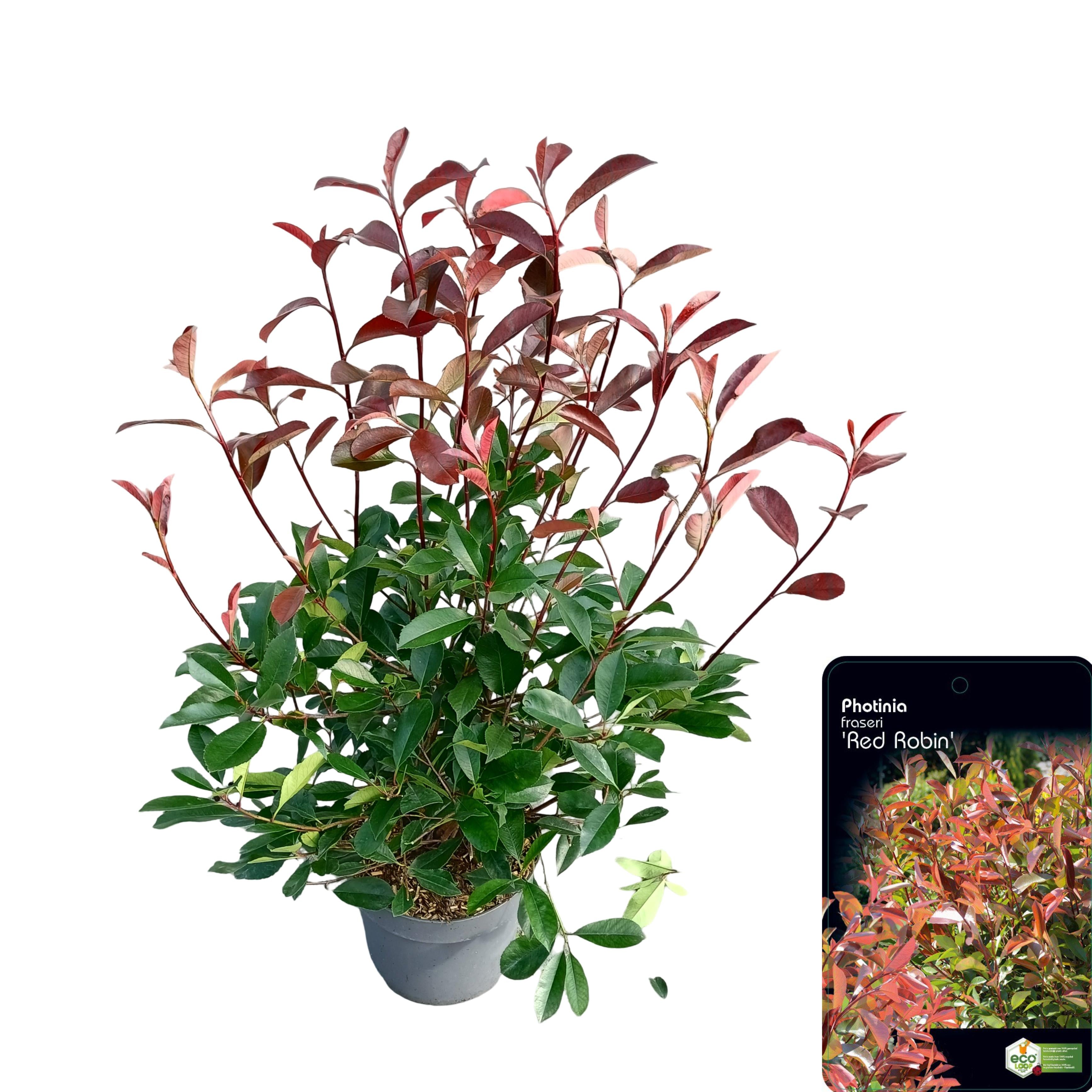 Glansmispel fraseri &