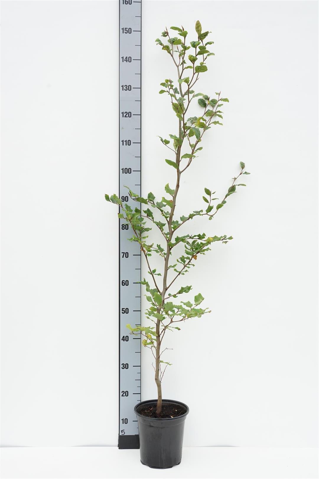 Bok sylvatica - C3/P19 125-150 CM