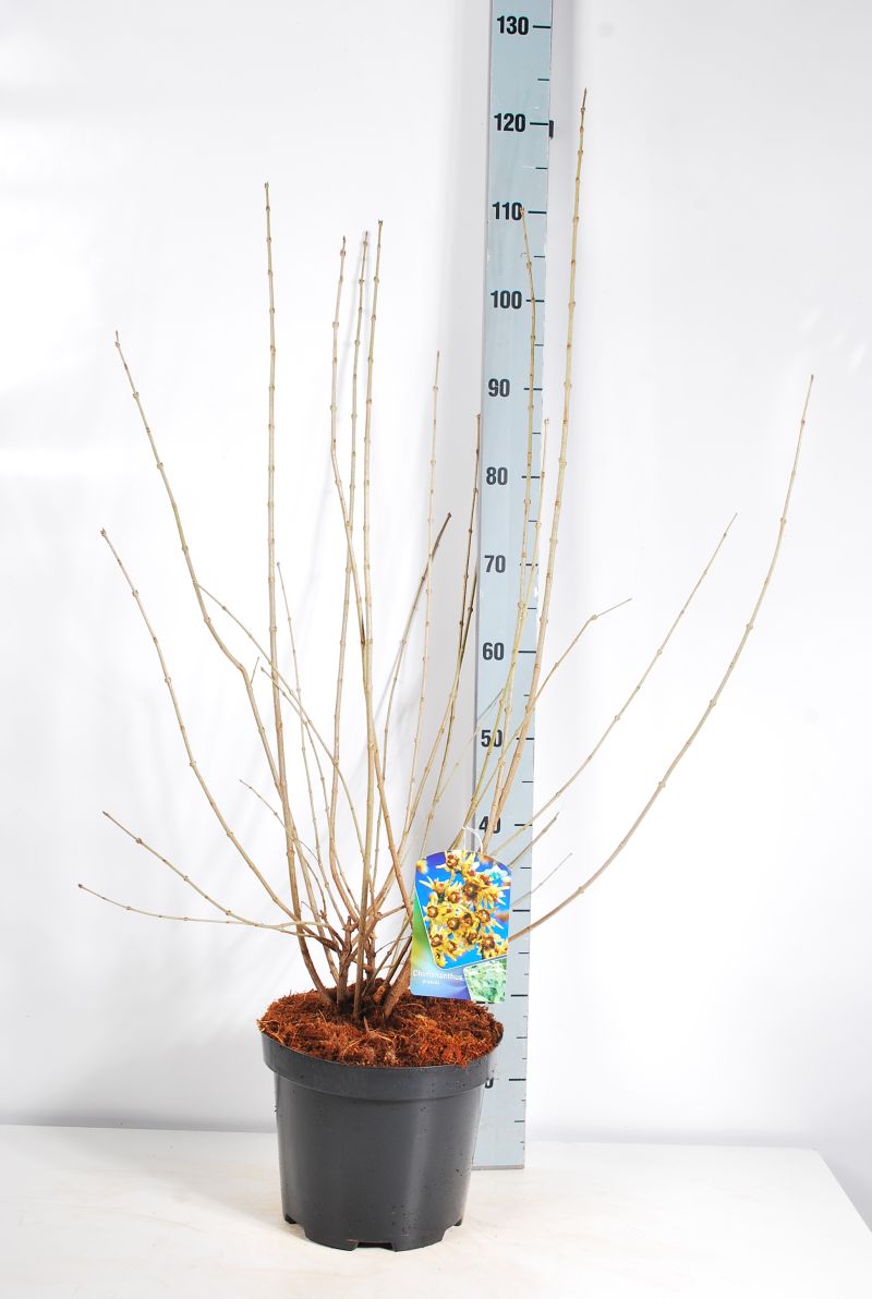 Chimonanthus praecox C15 (15 liters kruka) 150-175 cm